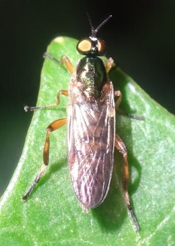 Chorisops tunisiae